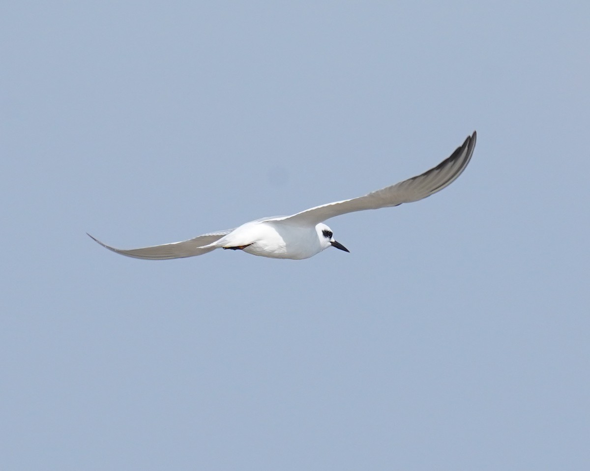 Snowy-crowned Tern - ML618929667