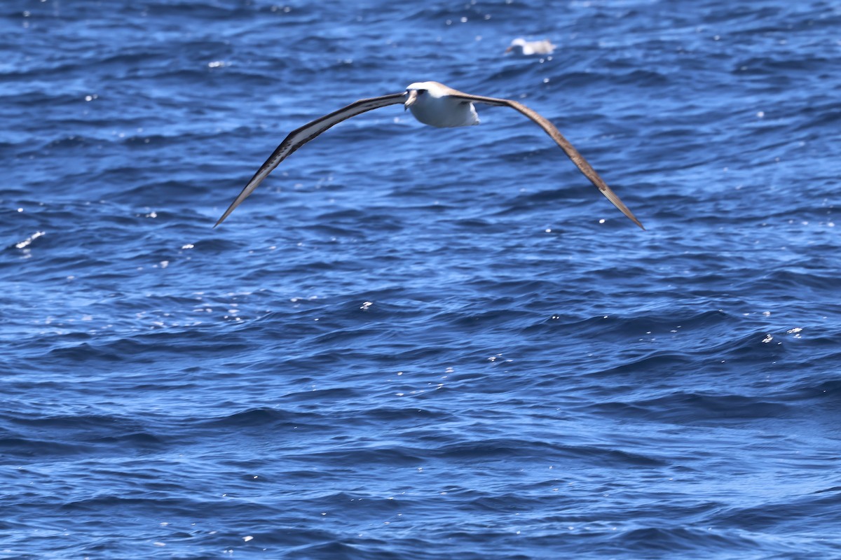 Laysan Albatross - Peter Pyle