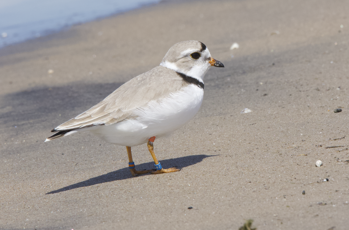 Piping Plover - Learning Landon