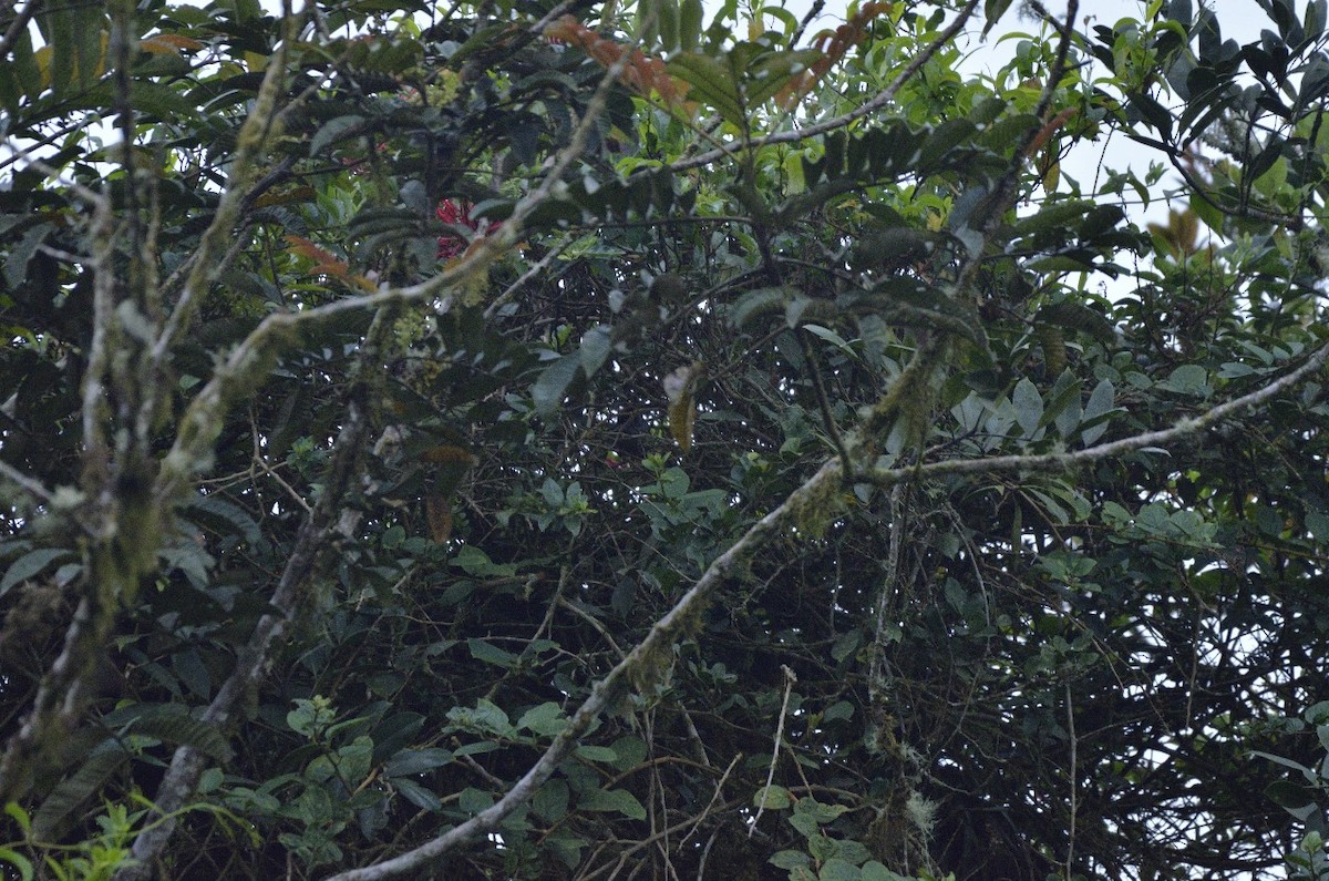 Golden-crowned Tanager - Jose Esteban Cortes Rodríguez