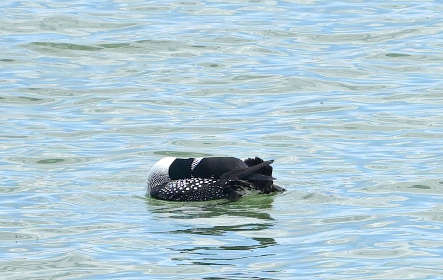 Common Loon - ML618929711