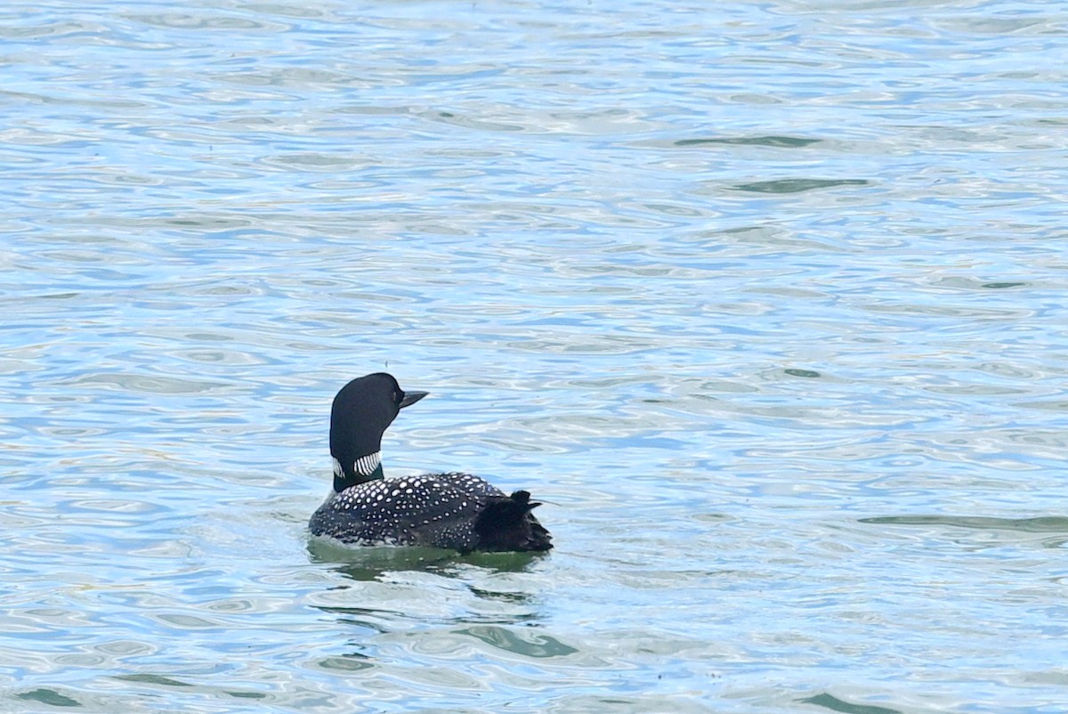 Plongeon huard - ML618929712