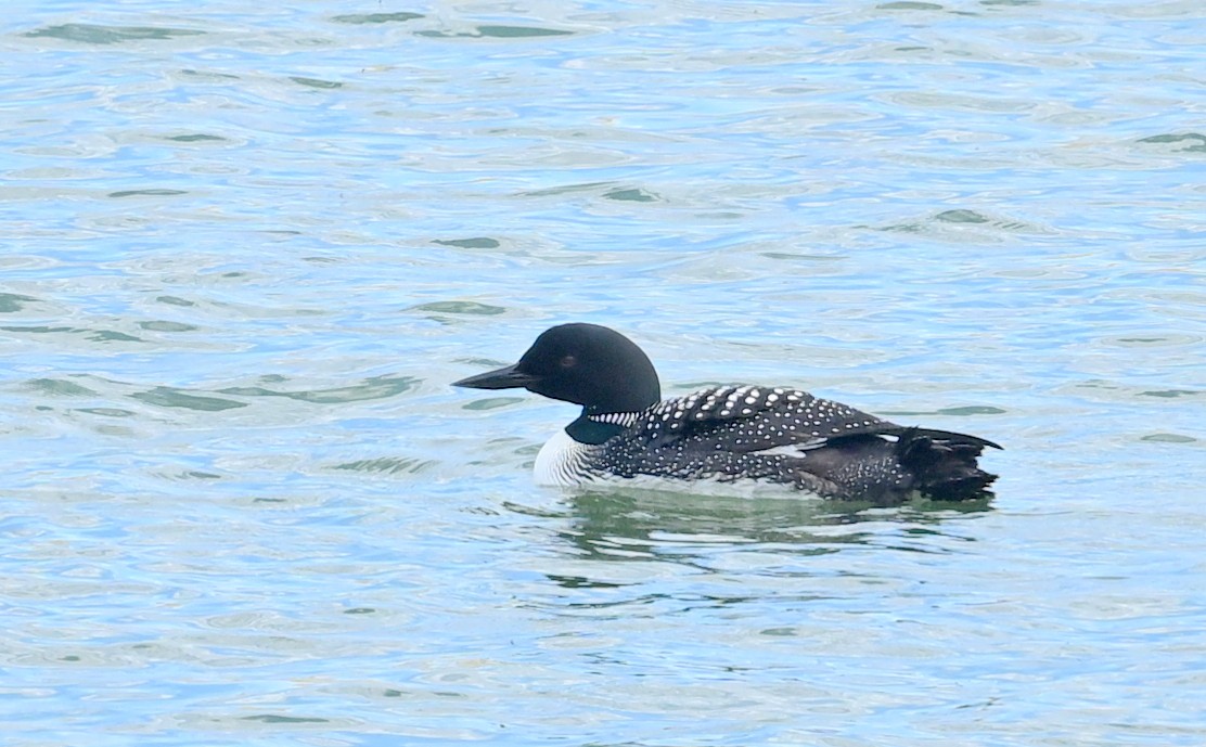 Common Loon - ML618929713