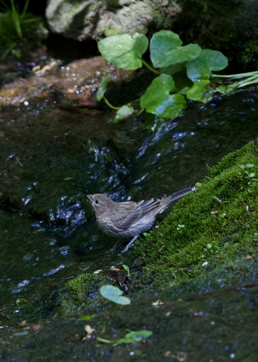 House Finch - Bhima Aryateja