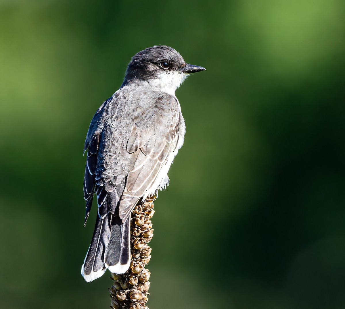 Eastern Kingbird - Robert Bochenek