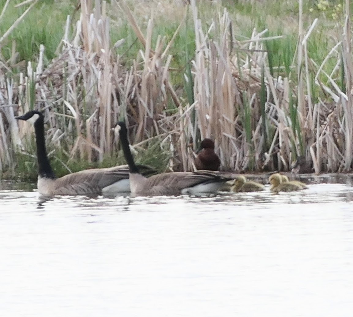 Canada Goose - ML618929738