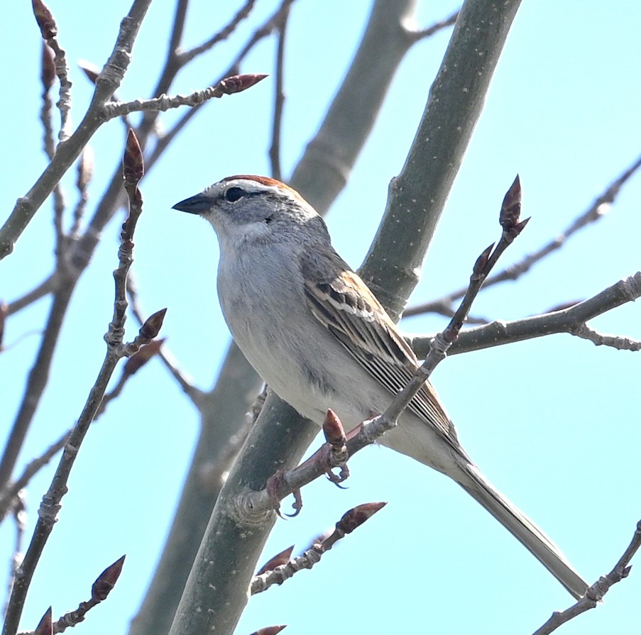 Chipping Sparrow - Jeanne Burnham