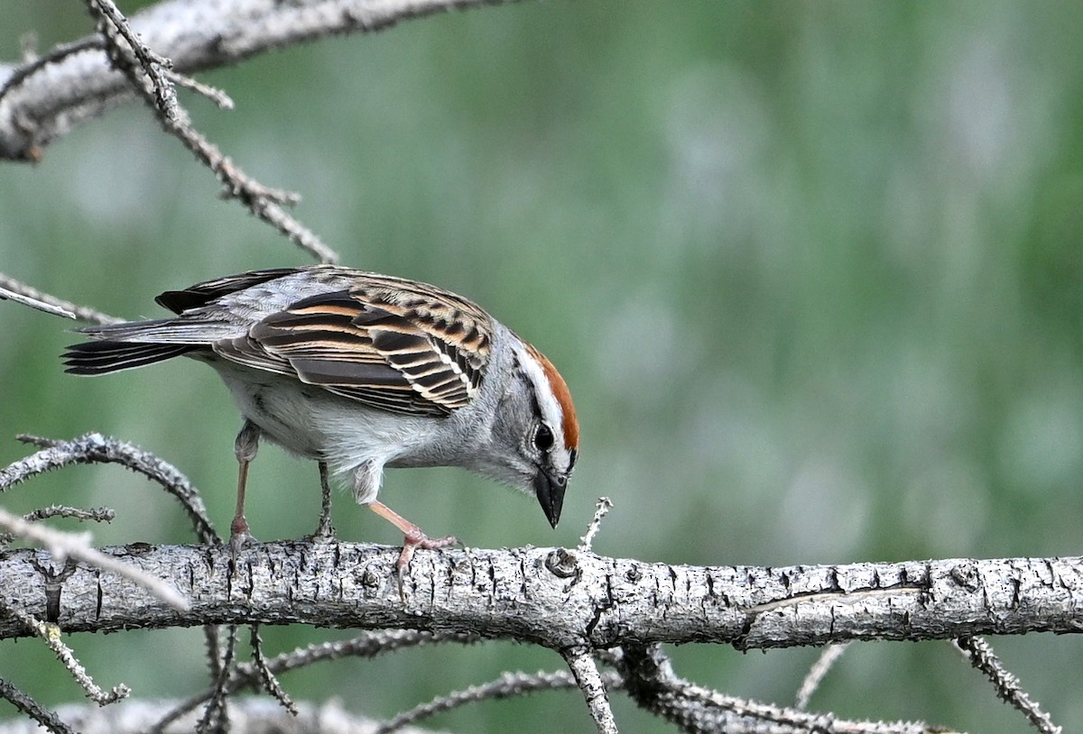 Chipping Sparrow - Jeanne Burnham