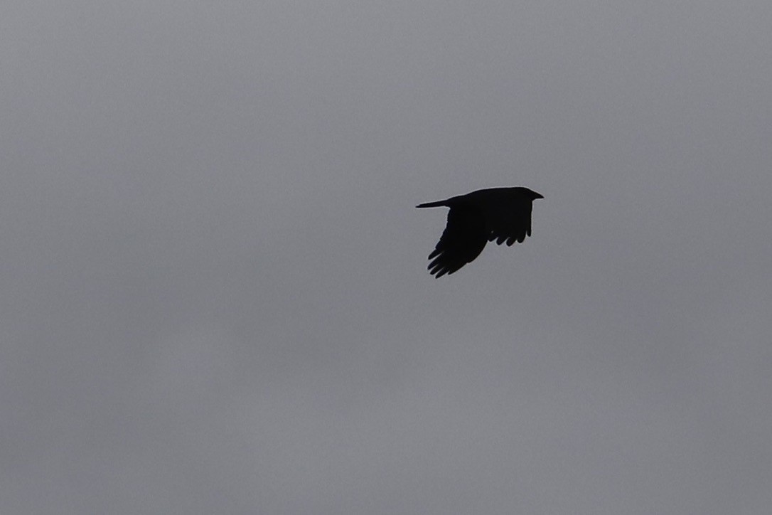 Common Raven - ML618929757