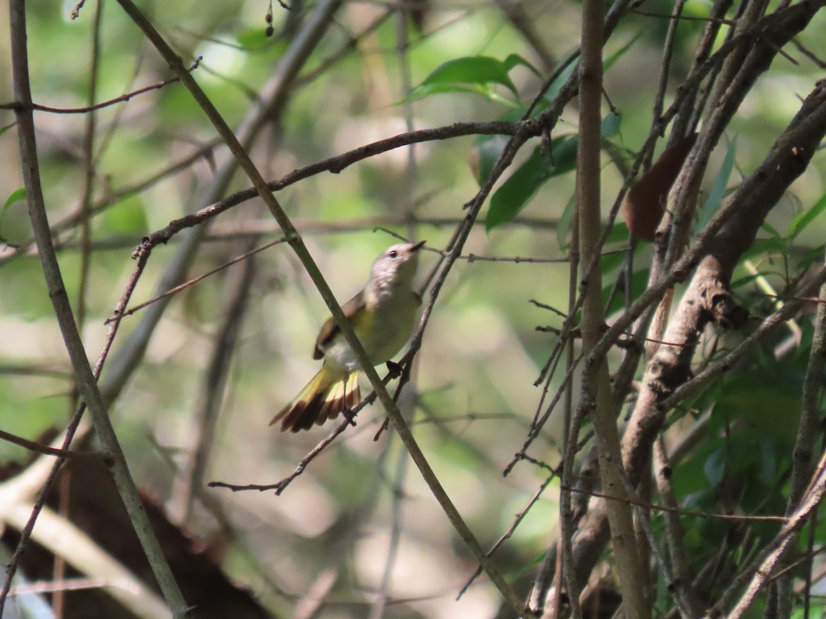 American Redstart - ML618929759