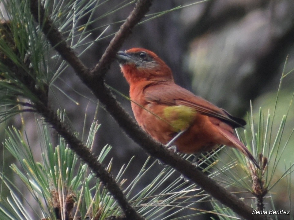 Hepatic Tanager - ML618929776