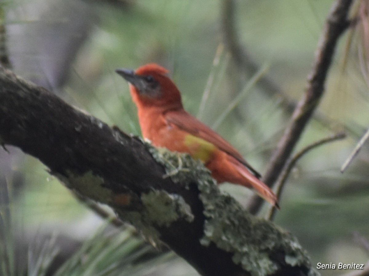 Hepatic Tanager - Senia Benitez