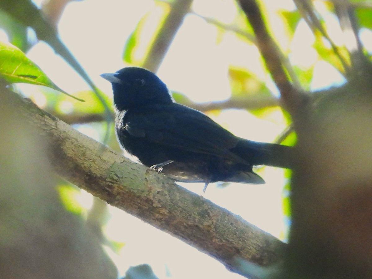 Black Manakin - ML618929780