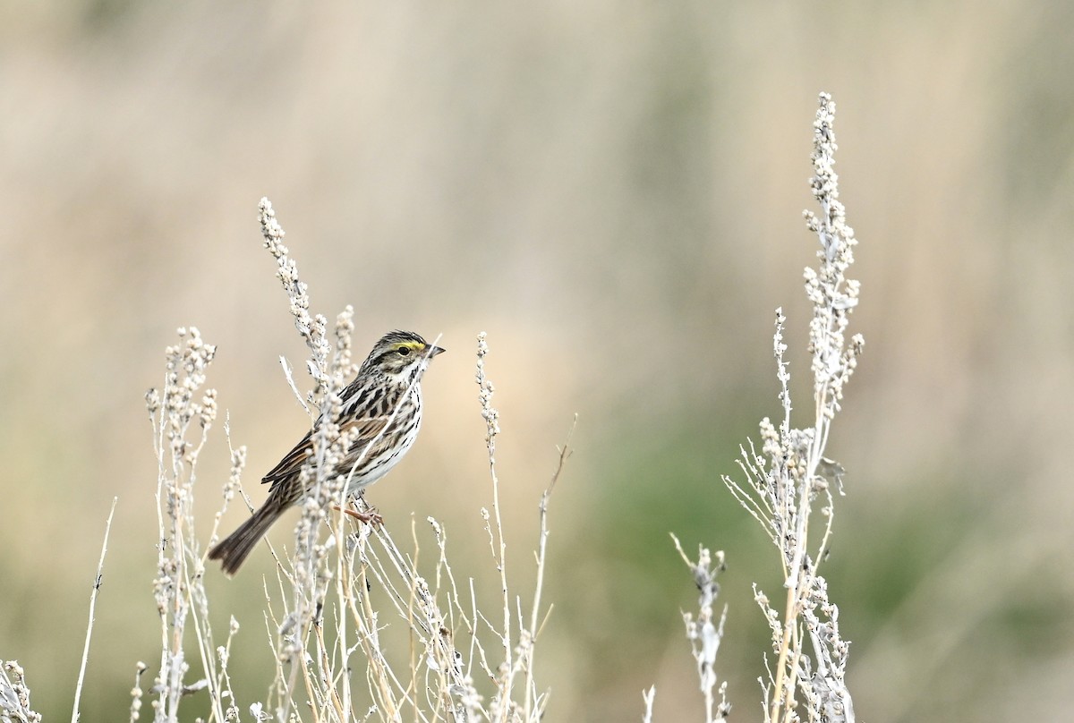 Savannah Sparrow - Jeanne Burnham