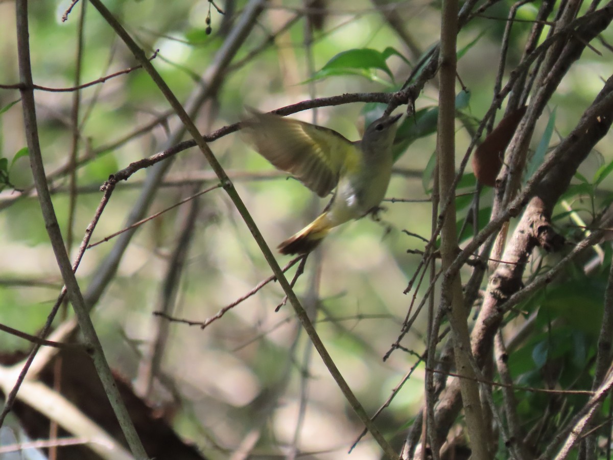 American Redstart - ML618929784