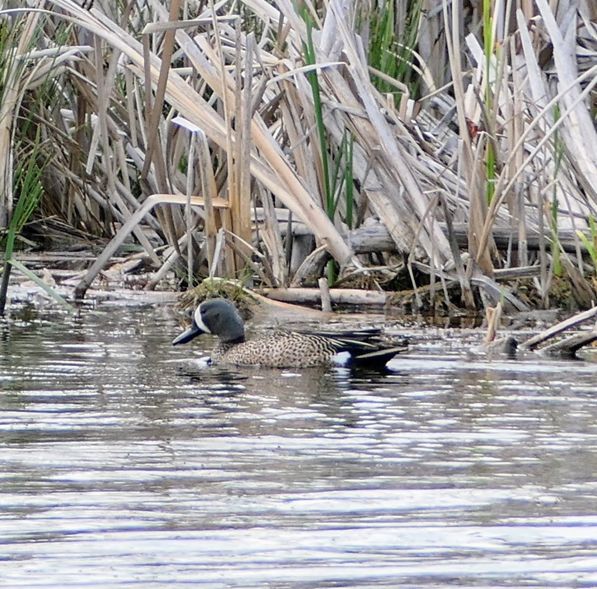 Blue-winged Teal - ML618929790
