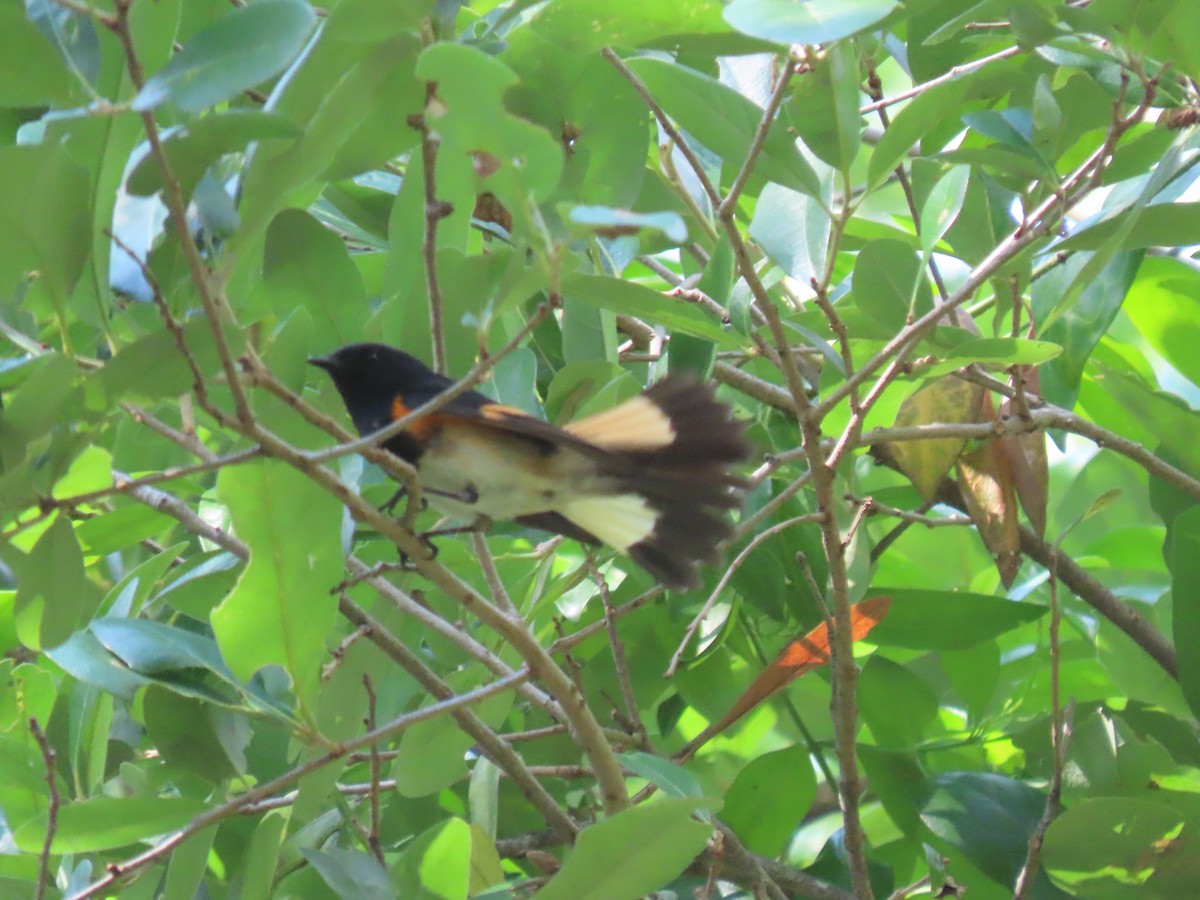 American Redstart - ML618929794