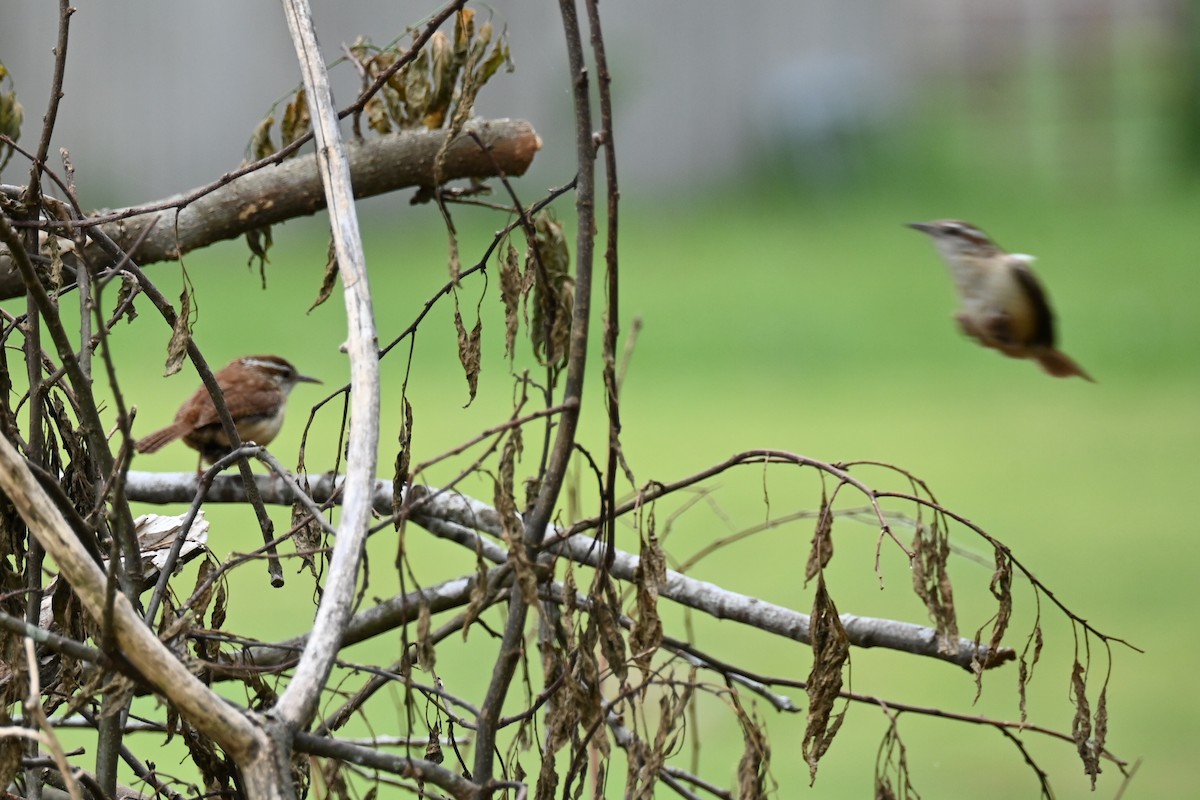 Carolina Wren - Dale Barlow