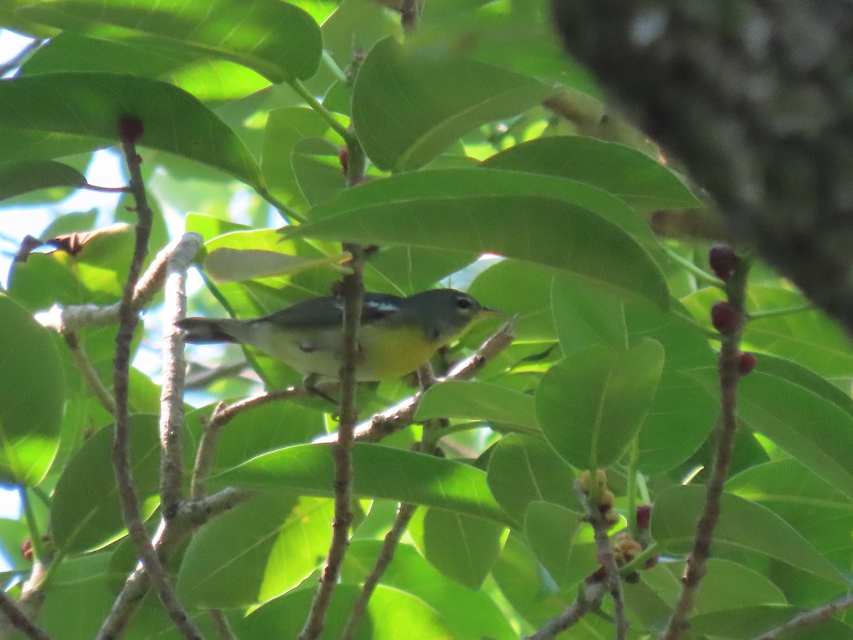 Northern Parula - ML618929807