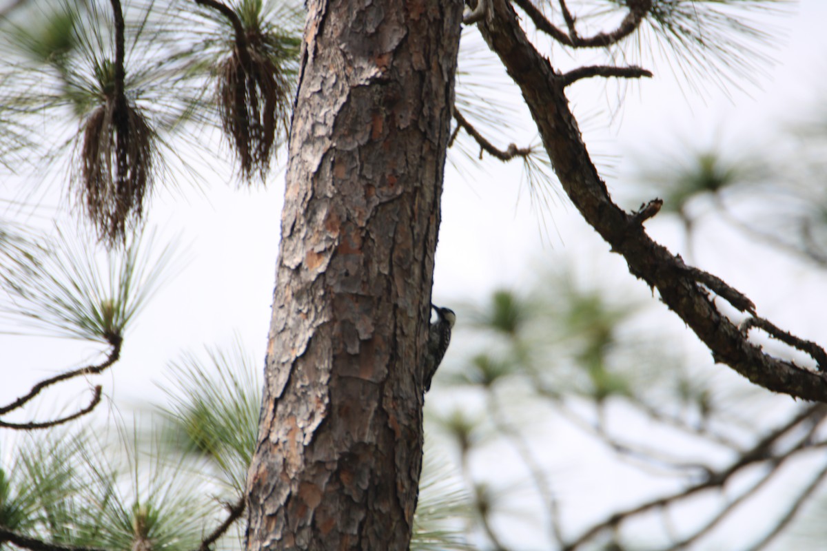 Red-cockaded Woodpecker - Ryan Giordanelli