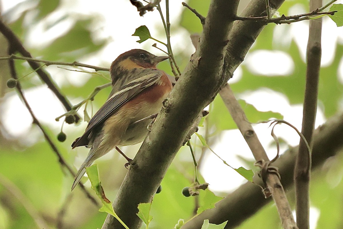 Bay-breasted Warbler - ML618929823