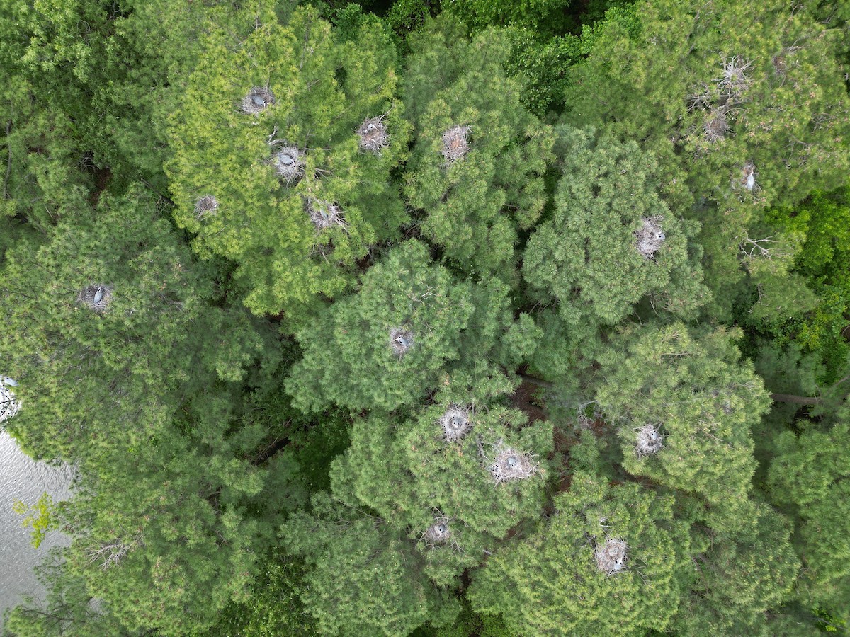 Great Blue Heron - ML618929842