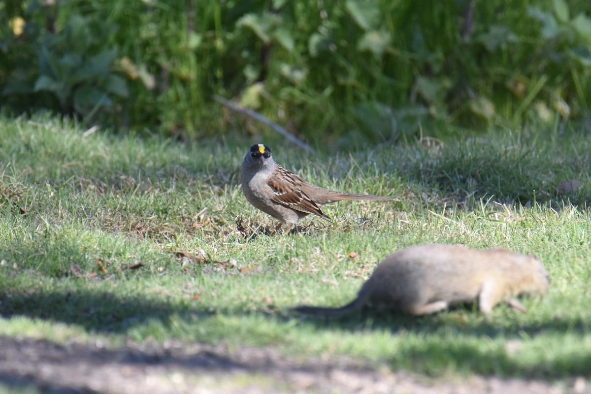 Golden-crowned Sparrow - ML618929845