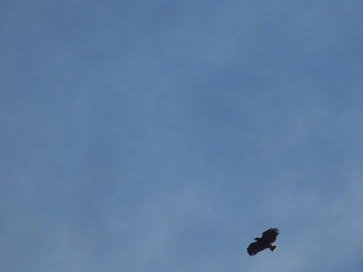 Common Black Hawk - ML618929855