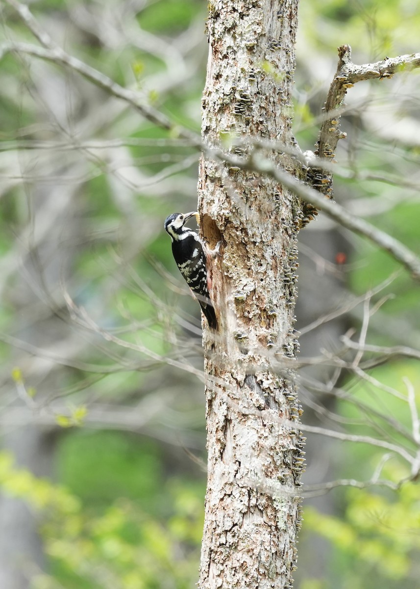 White-backed Woodpecker - Mizuho Inoue