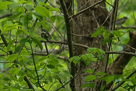 Yellow-rumped Warbler - ML618929862