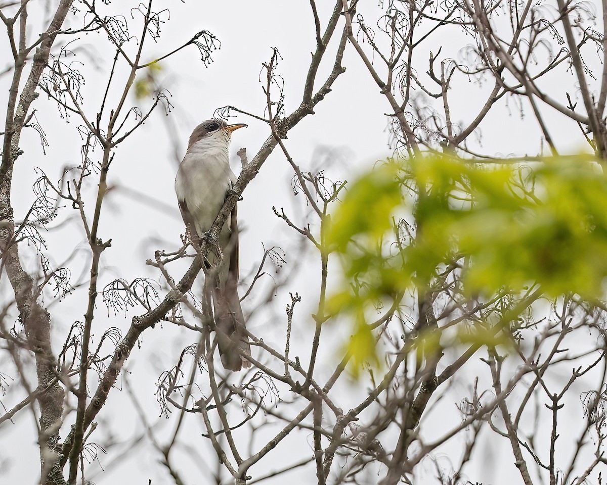 Yellow-billed Cuckoo - ML618929865