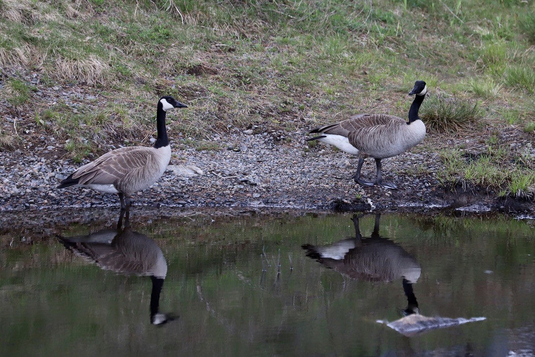 Canada Goose - JoAnn Dalley