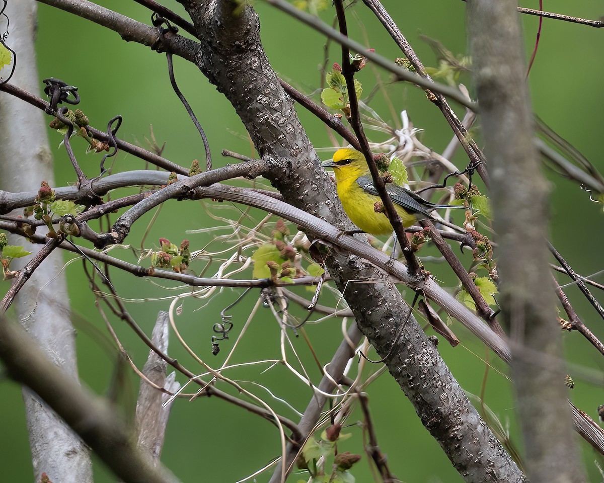 Blue-winged Warbler - ML618929886