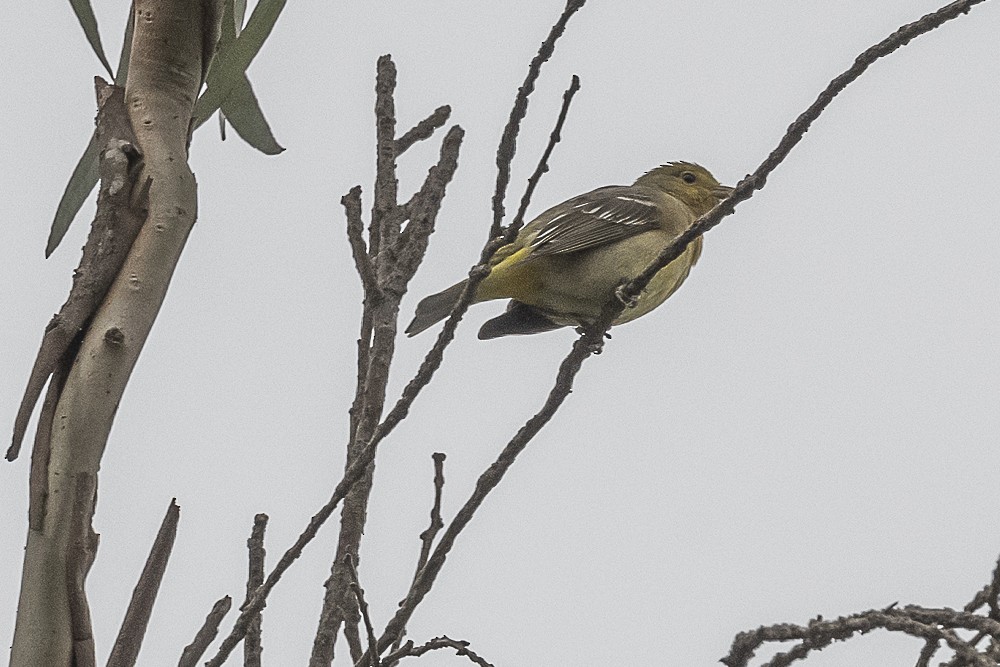 Western Tanager - James McNamara