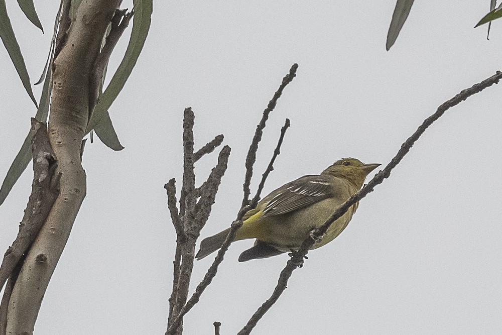 Western Tanager - James McNamara