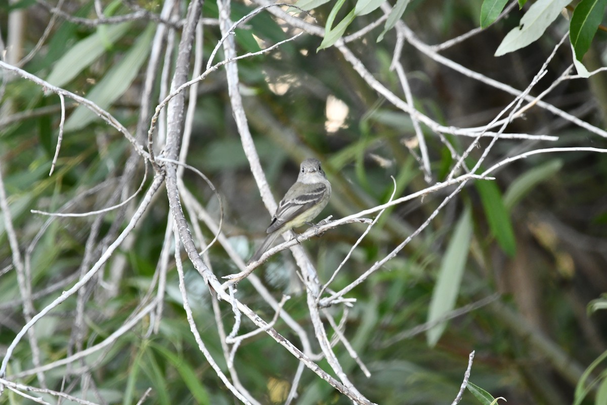 Gray Flycatcher - Lael Rudisill