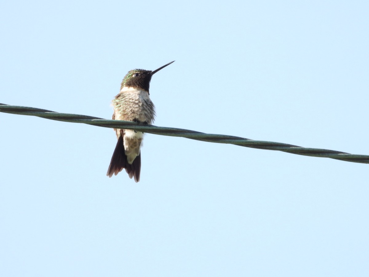 Ruby-throated Hummingbird - ML618929941