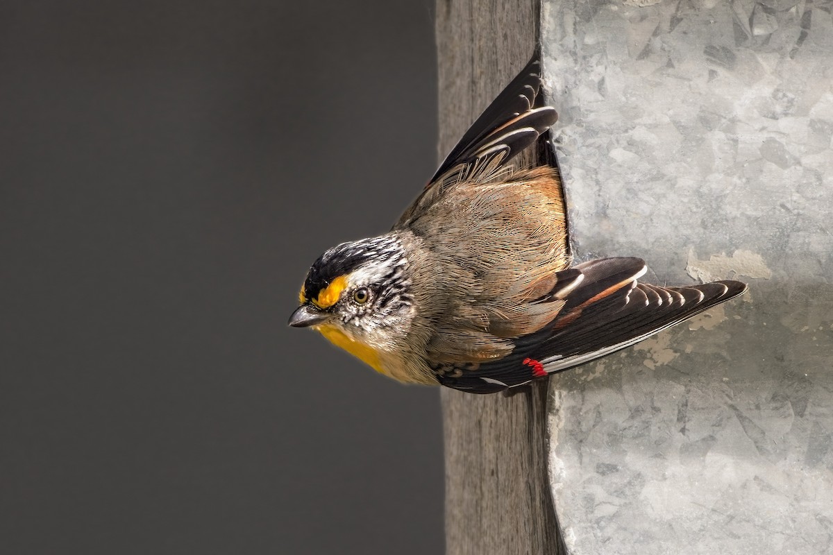 Pardalote Estriado (ornatus) - ML618929945