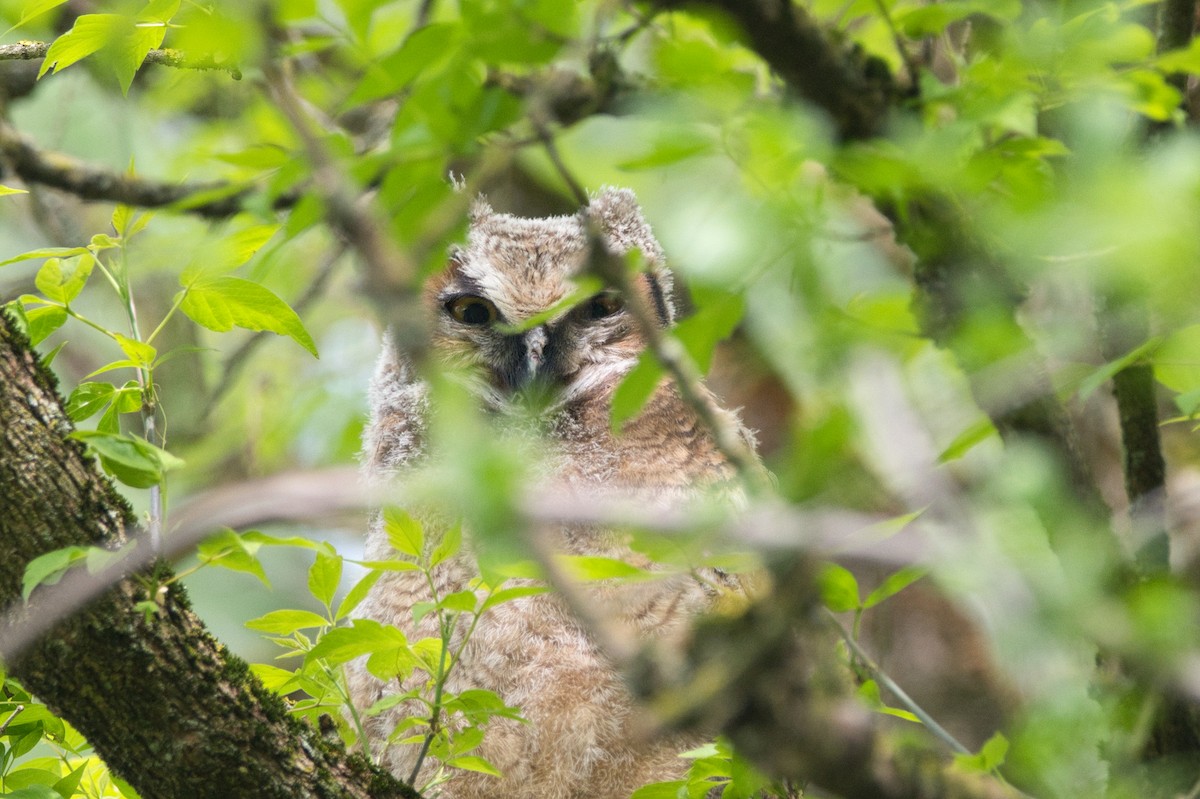 Great Horned Owl - Barry Cull