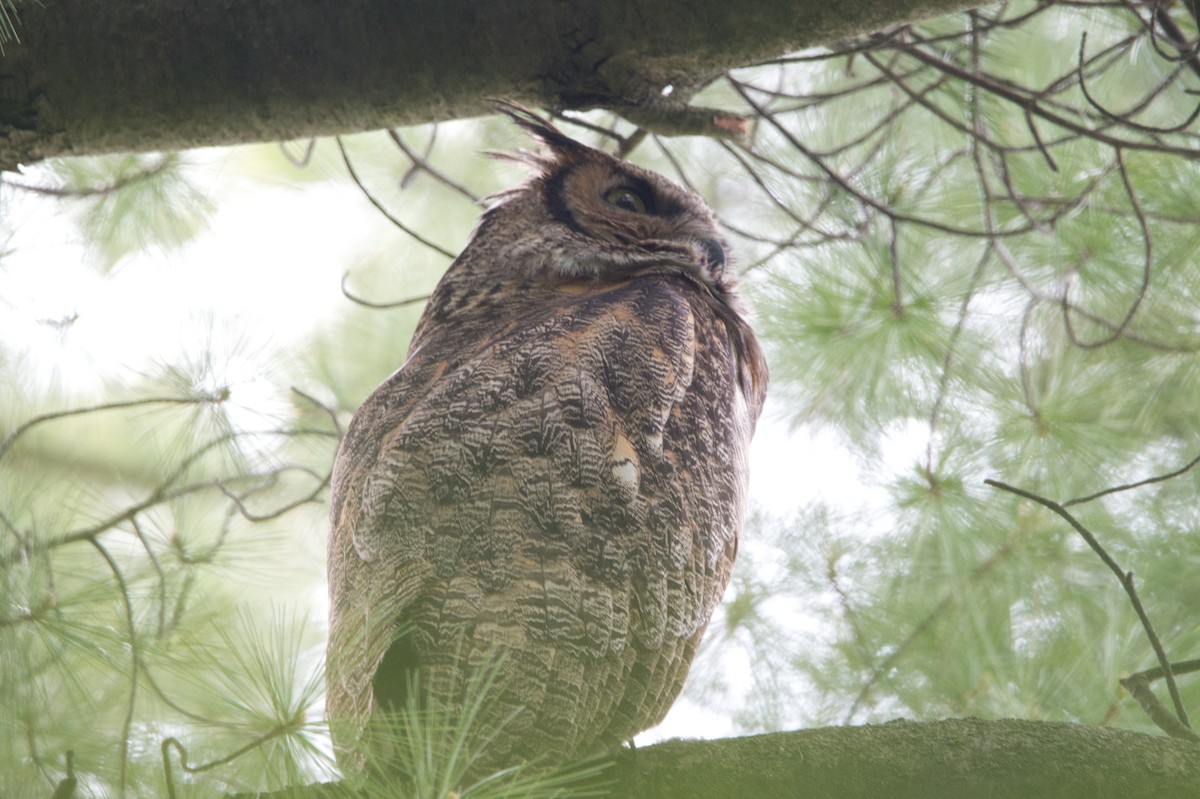 Great Horned Owl - Barry Cull