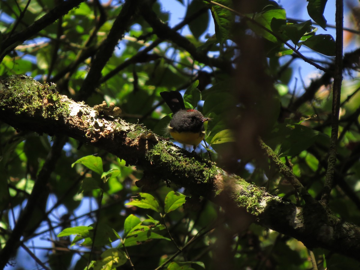 Slate-throated Redstart - ML618929955