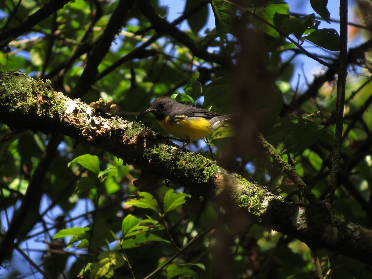 Slate-throated Redstart - Luis Felipe Gómez Torres