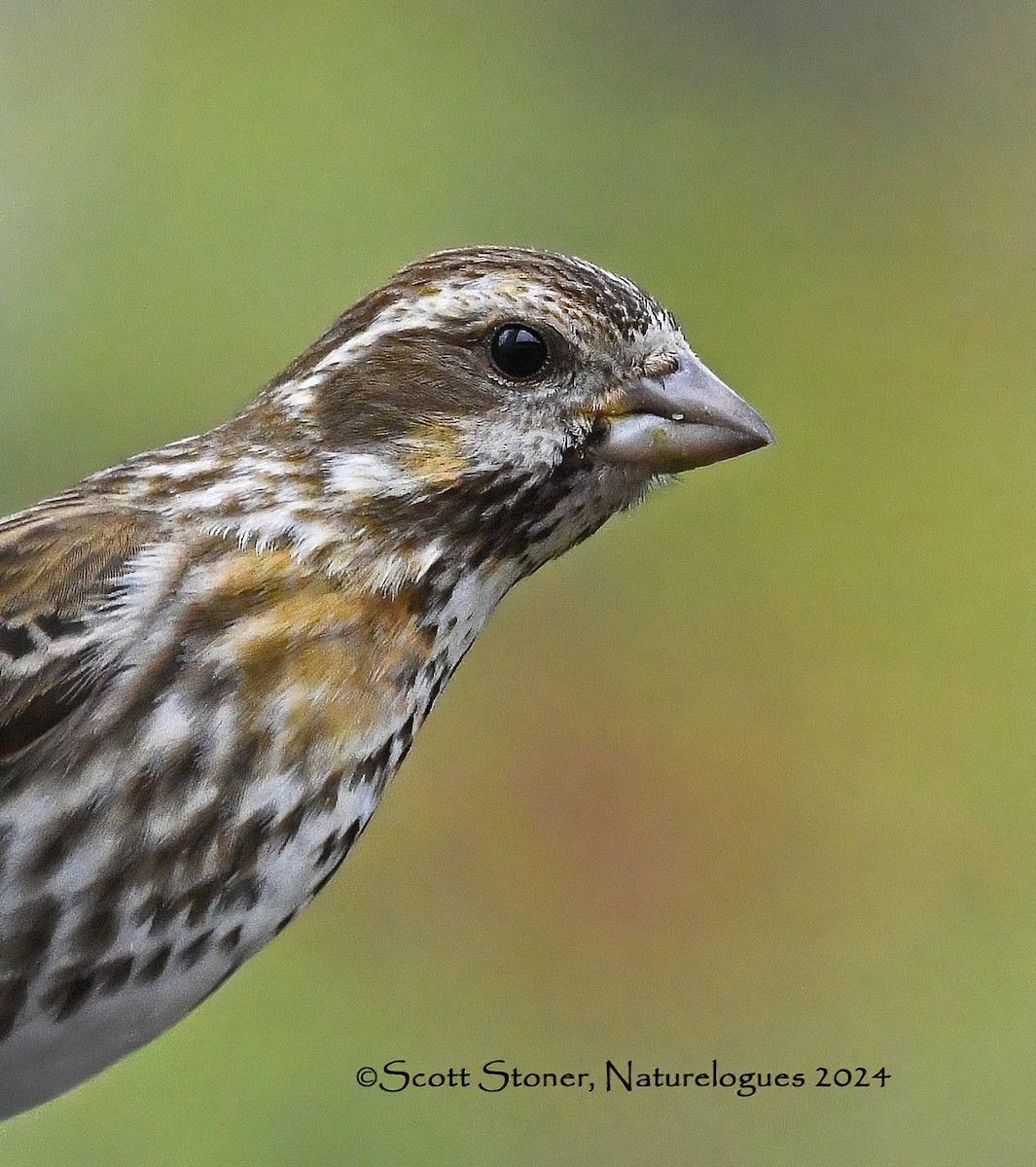 Purple Finch - Scott Stoner