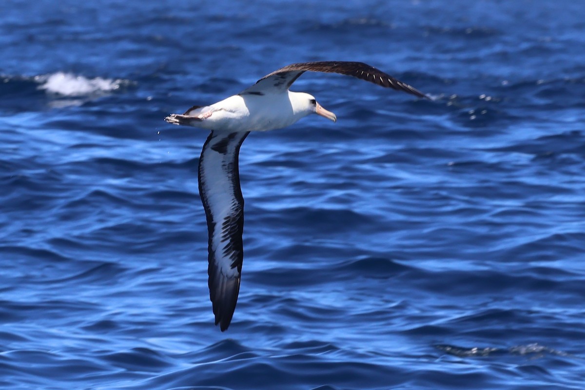 Laysan Albatross - Peter Pyle