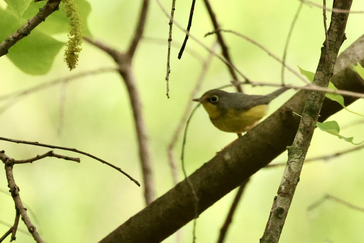 Canada Warbler - ML618929969