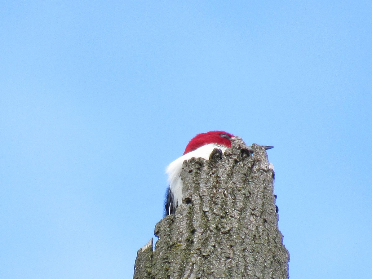 Red-headed Woodpecker - Dennis Harnly