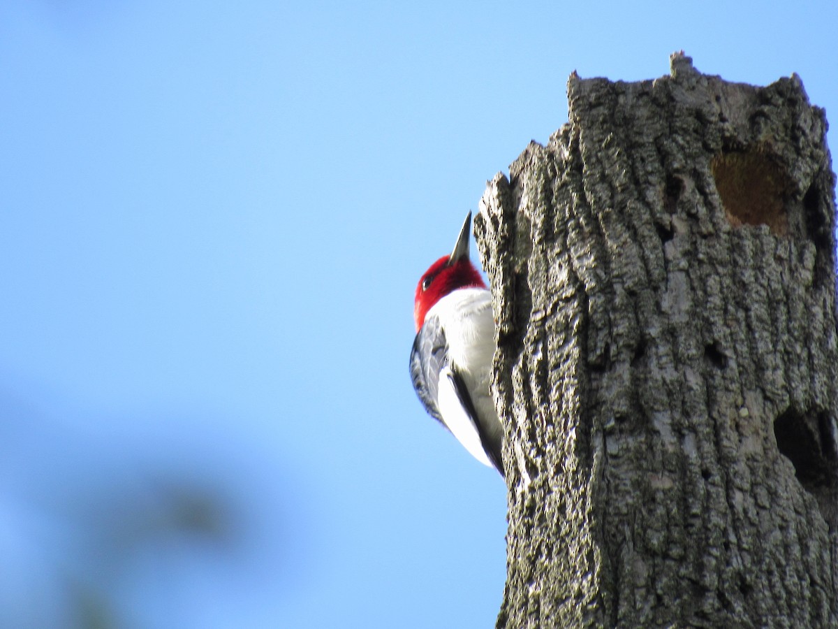 Red-headed Woodpecker - Dennis Harnly
