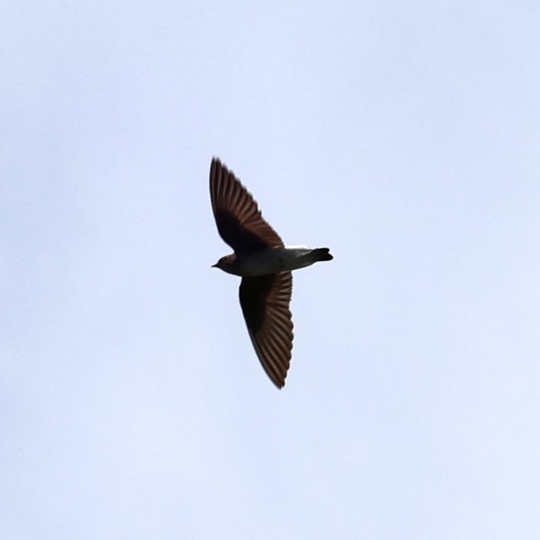 Northern Rough-winged Swallow - Jesse Boone