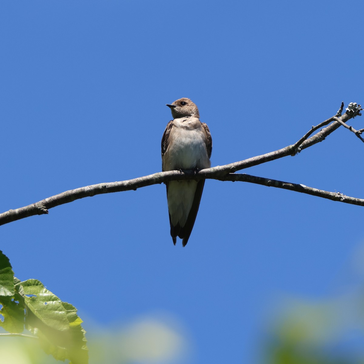 Northern Rough-winged Swallow - Jesse Boone