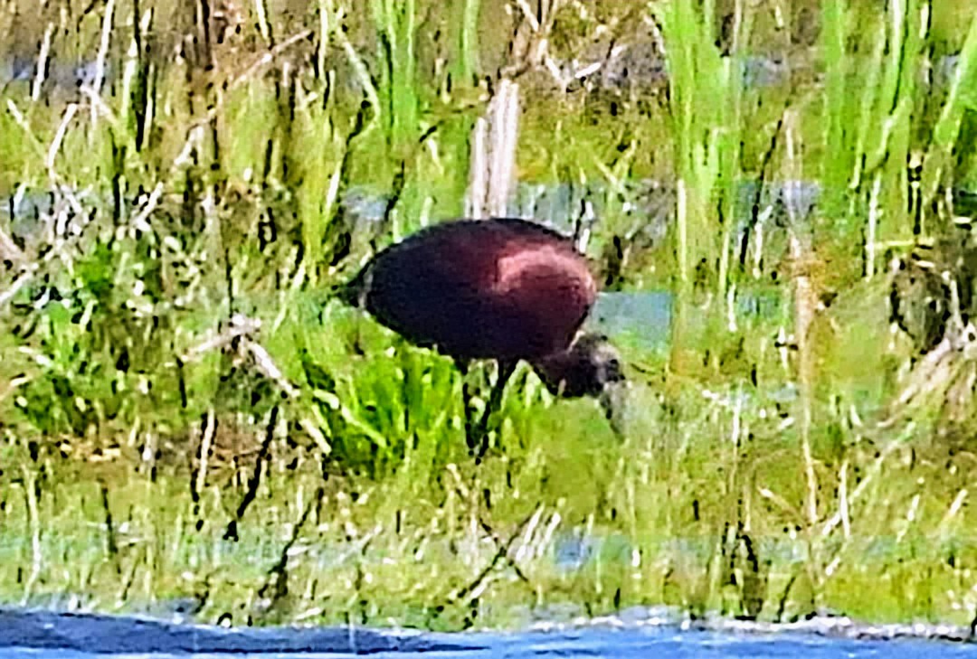 Glossy Ibis - ML618930000